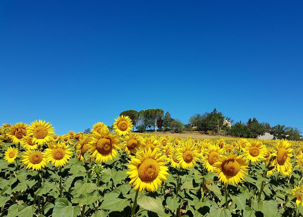 Agriturismo Il Catrino Ponteginori Εξωτερικό φωτογραφία